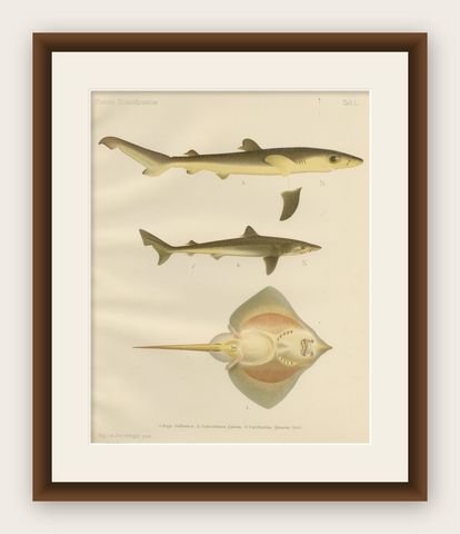 Rare Lithograph of Sharks and Skate from Pisces Scandinaviae Collection, 1895, shown framed