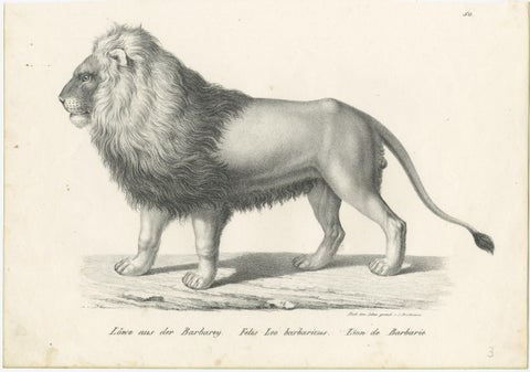 Original Antique Print of a Barbary Lion by Brodtmann, view 2