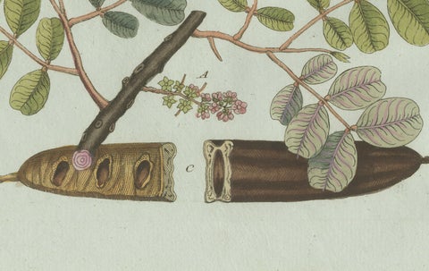 Original Antique Botanical Print of Rubber and Gum Arabic Trees by Bertuch, 1802, close-up 2