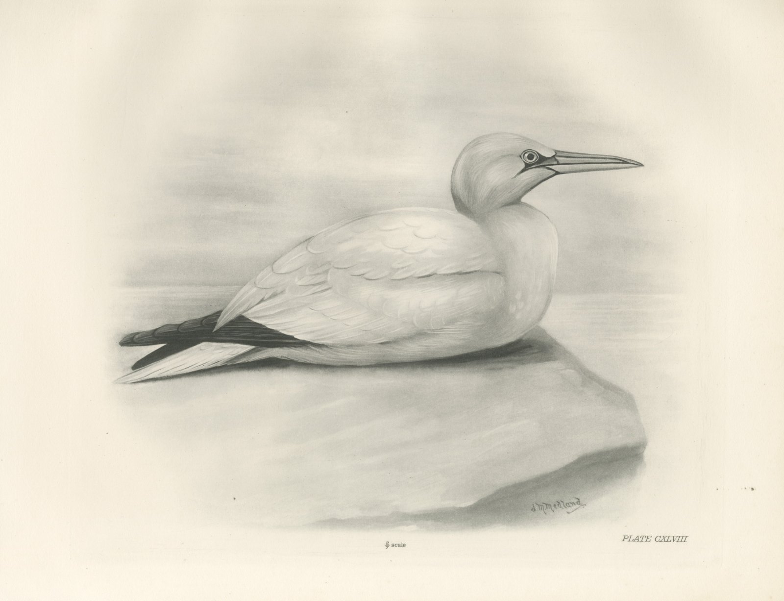 Adult Gannet Resting on a Rock, Plate CXLVIII after Lilian Medland, c. 1909