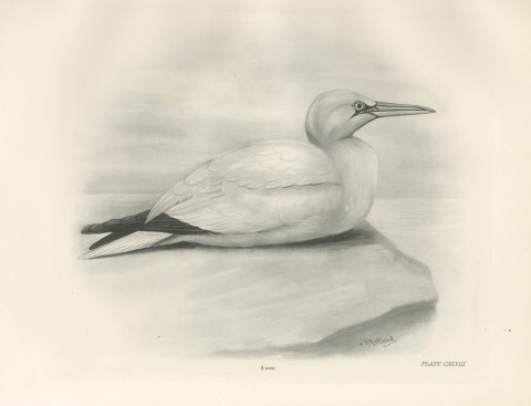 Adult Gannet Resting on a Rock, Plate CXLVIII after Lilian Medland, c. 1909