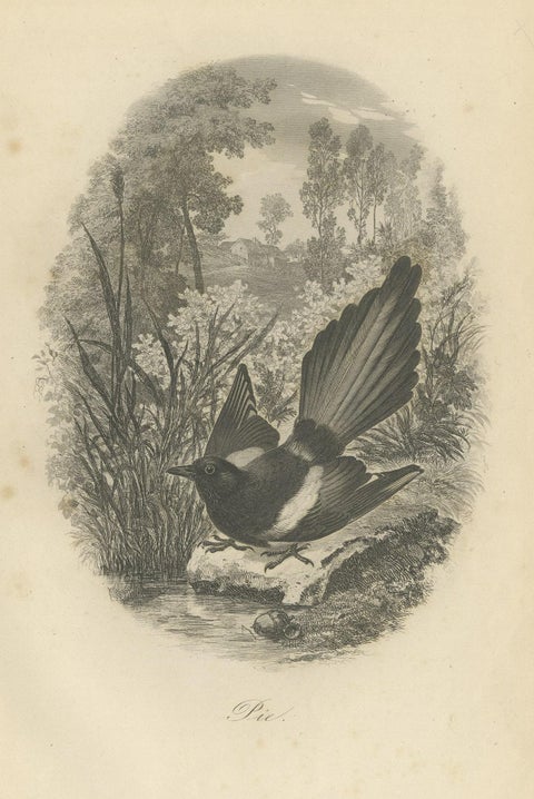 Antique Bird Print of a Magpie, 1853, close-up 1