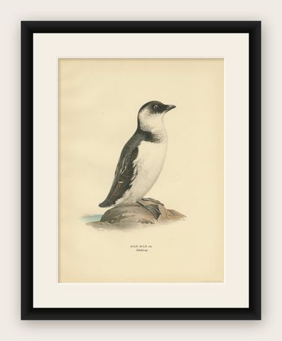 Antique Bird Print of the Little Auk or Dovekie by Von Wright '1929', shown framed