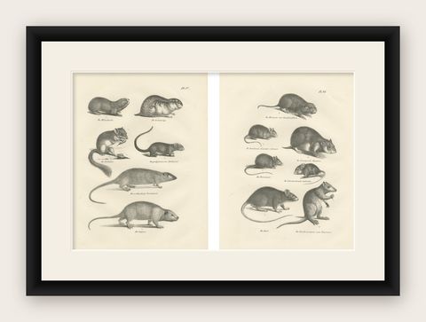 19th-Century Engravings of Rodents and Small Mammals by Dutch Naturalists, shown framed