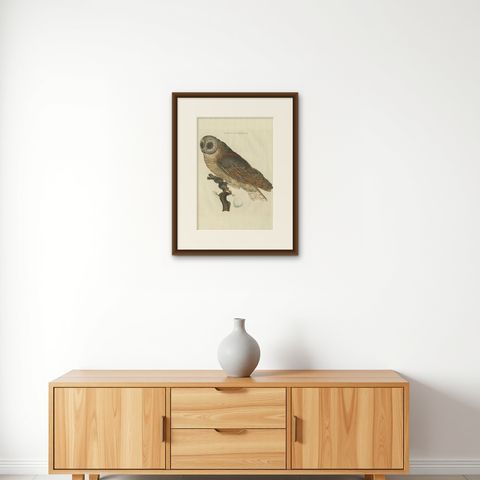 Strix Flammea, Antique Barn Owl Print by Nozeman & Sepp, 1829, shown framed on a wall