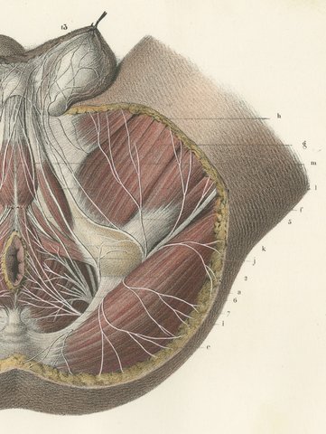 Nerves of the Male Perineum, Antique Hirschfeld Anatomy Print, 1866, view 4