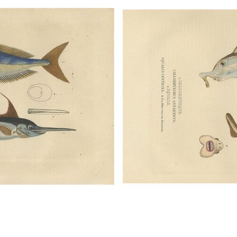 Marine Majesty: Swordfish & Sealife Engravings in Old Handcoloring, 1845, close-up 1