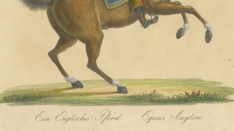 Regency English Horse Lithograph by Brodtmann, Equus Angliae, 1816, close-up 5