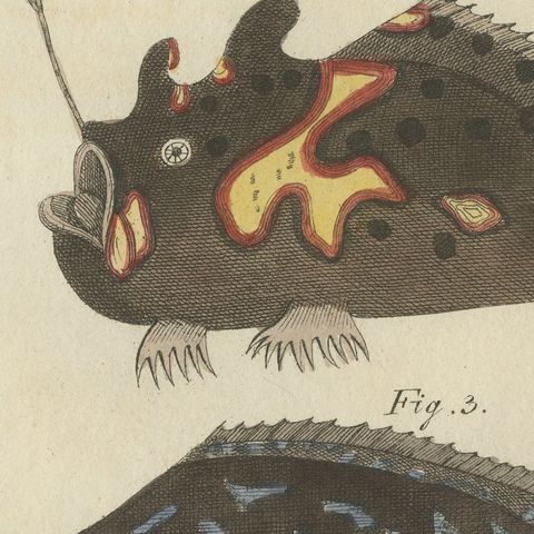 Frogfish with Lure and a Ribbon Fish, Antique Bertuch Print, circa 1810, close-up 3