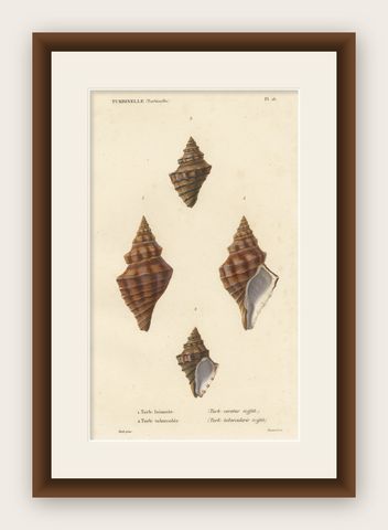Turbinelle (Turbinella): Antique Sea Shell Print, circa 1840, shown framed