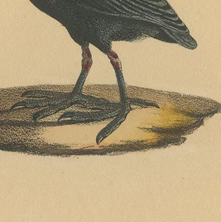 Pl. 155 Antique Bird Print of a Purple Gallinule & Coot by Lejeune 'c.1830', close-up 1