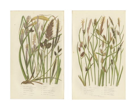 Hard Fern and Common Brake Fern Prints, Hand-Colored Botanical Engravings, 1873, view 4