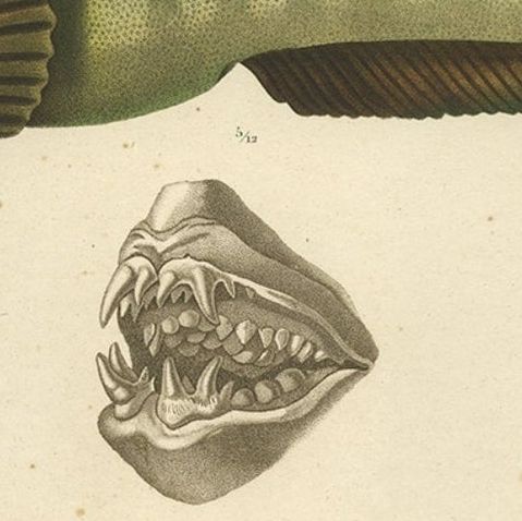 Stunning Hand-Colored Antique Print of the Atlantic Wolffish or Devil Fish, 1842, close-up 6