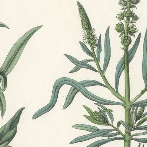 Hand-Colored Botanical Lithograph of Woad and White Goosefoot, Calwer, 1854, close-up 4