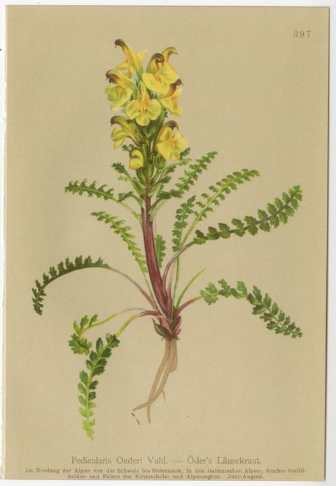 Antique Pedicularis Botanical Chromolithographs, Set of 3, Germany 1897, view 4