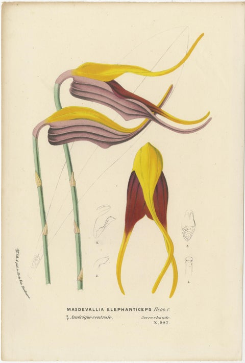 Floral Collection: Coral Drops, Prairie Gentian, Monkey Orchid, Bellflower, 1875, view 4