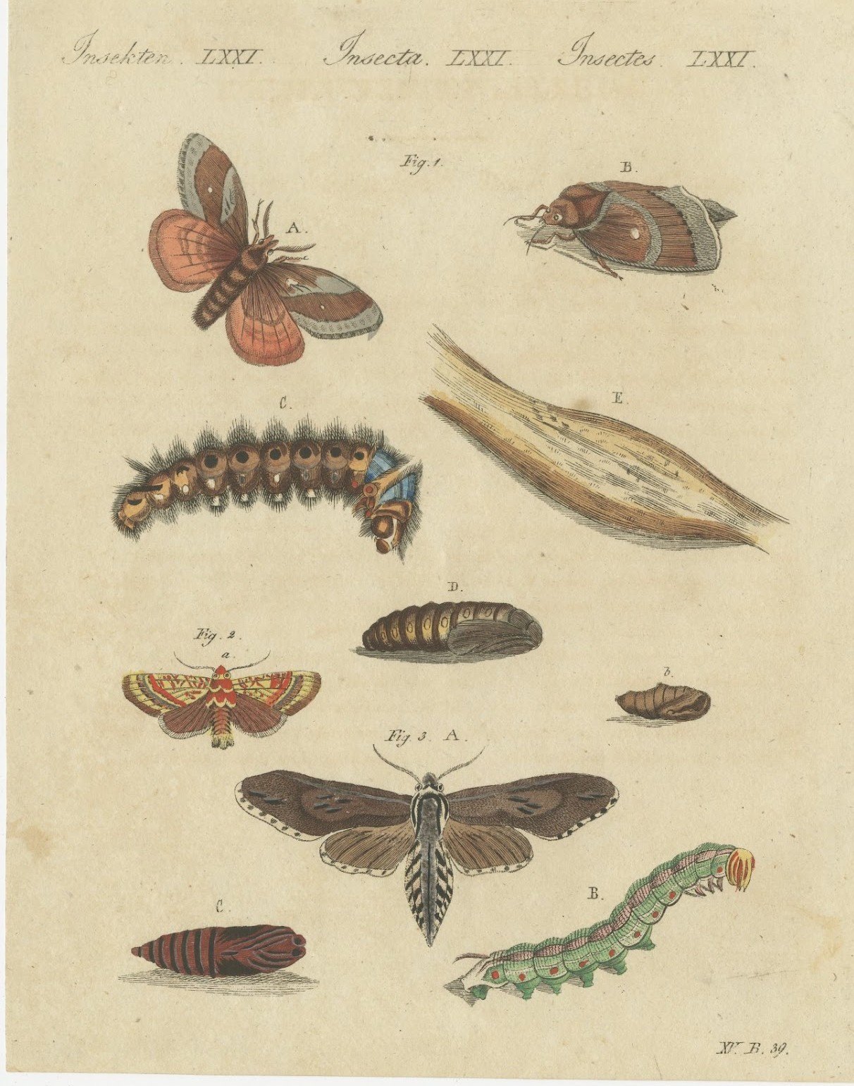 Moth Life Cycles with Caterpillars, Antique Bertuch Print, circa 1815