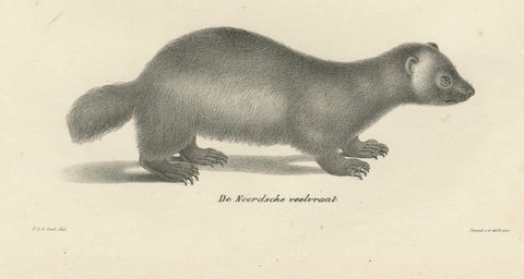 19th-Century Lithograph of Collared Peccary, Javanese Skunk and Nordic Wolverine, close-up 4