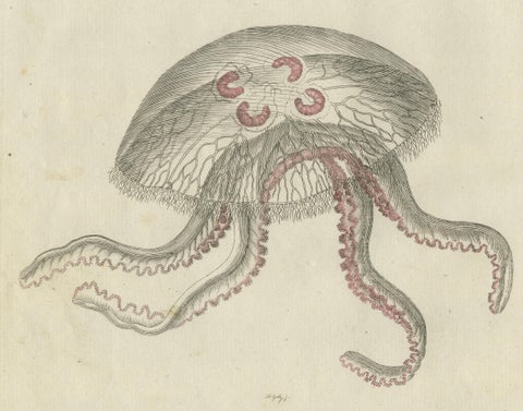 Eared Jellyfish: Detailed Engraving from Bertuch's Children's Encyclopedia, 1805, close-up 2