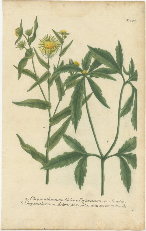Hand-finished Mezzotint Engraving of two Chrysanthemum species, view 2