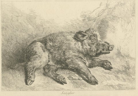 Resting Wild Boar: A Detailed Etching - circa 1740, close-up 3
