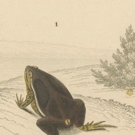 Frog Print of Oval Engystoma and Green Toad, c.1850, by Orbigny, close-up 5