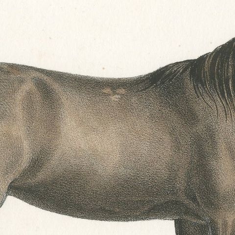 Antique Horse Print of a Nubian Horse, close-up 1