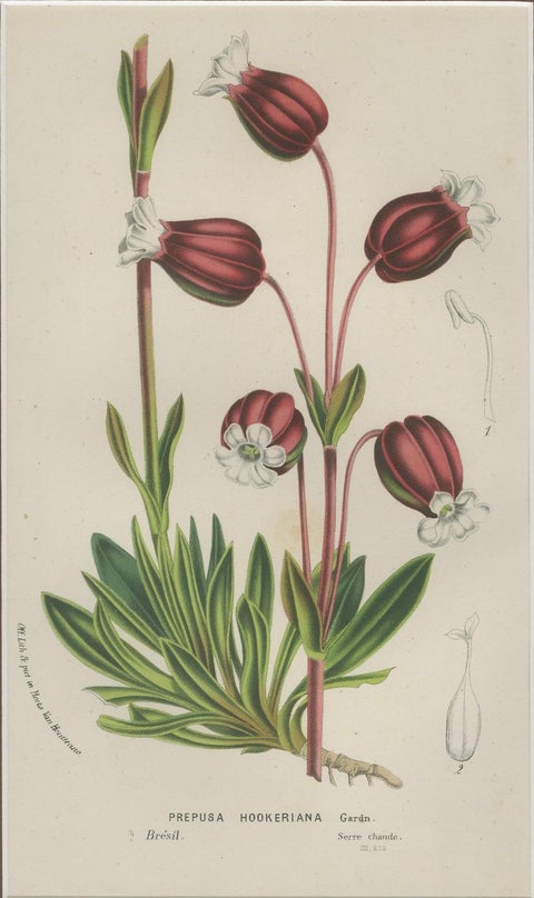 Prepusa hookeriana, A Rare 19th-Century Botanical Print in Elegant Matting, close-up 3