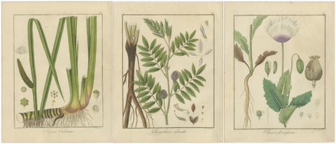 Sweet Flag, Russian Licorice, and Opium Poppy: Botanical Illustrations 1819, view 5
