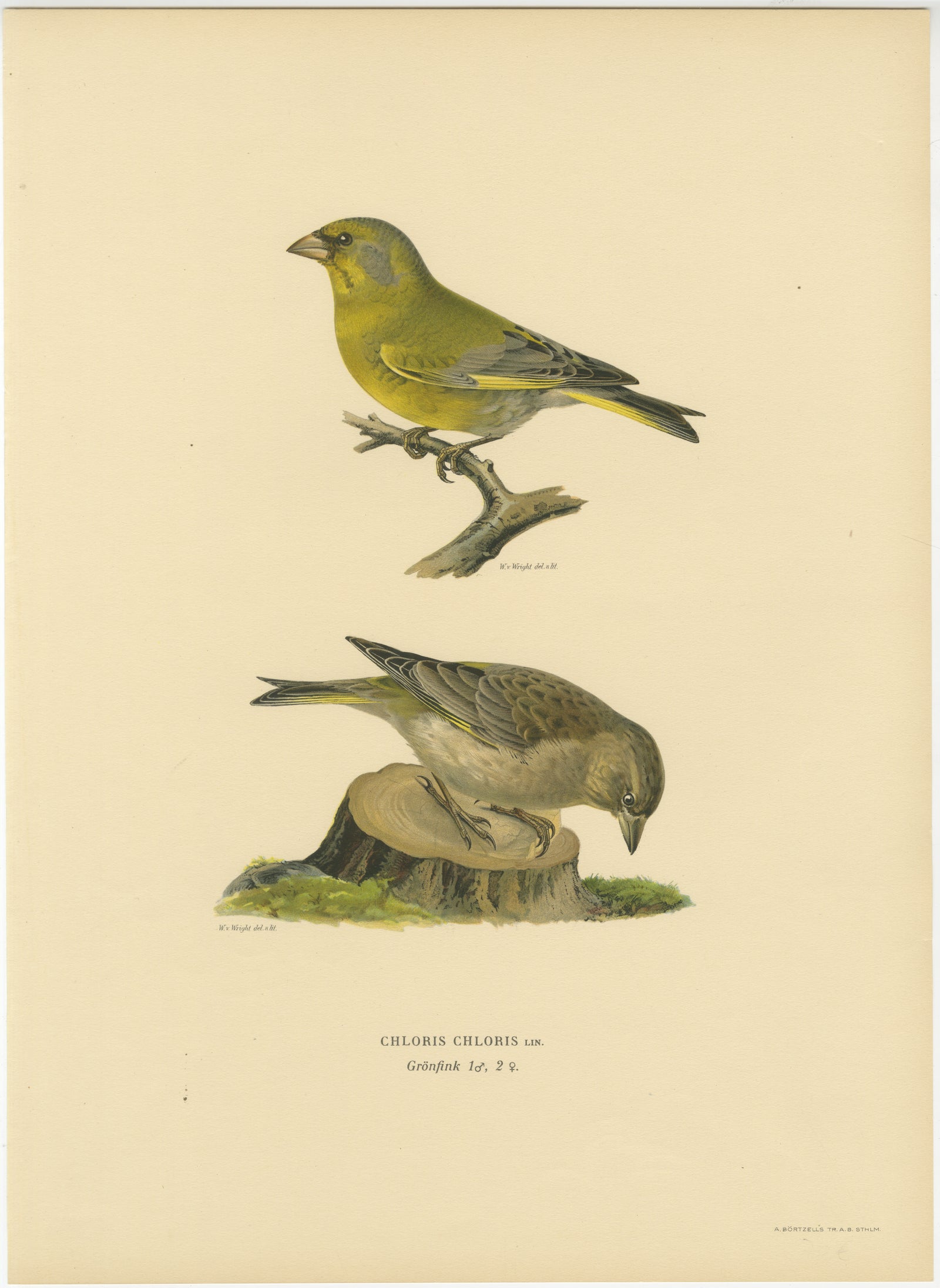European Greenfinch Pair, Swedish Bird Lithograph, Male & Female, 1929