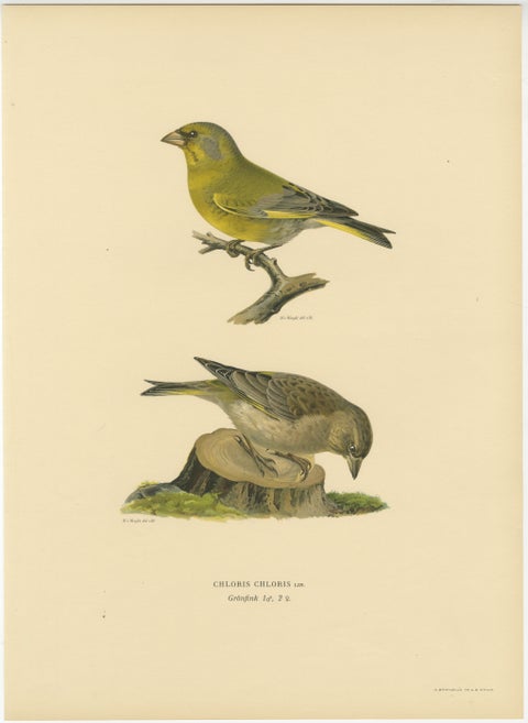 European Greenfinch Pair, Swedish Bird Lithograph, Male & Female, 1929