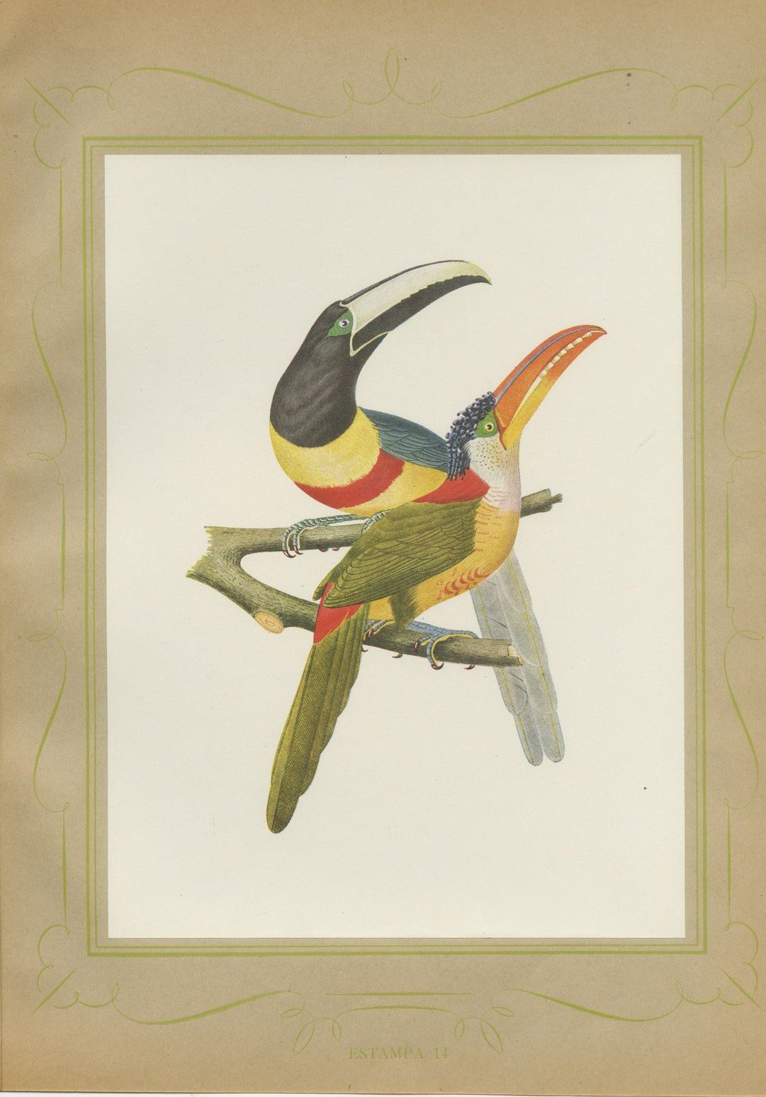 Curl-Crested, Chestnut-Eared Aracaris, Brazilian Bird Print, Descourtilz, 1944
