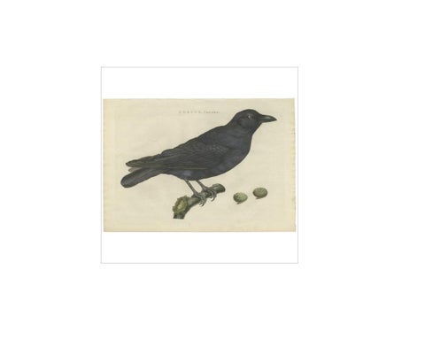 Carrion Crow with Eggs, Hand-Coloured Engraving from Nozeman, 1797, view 2
