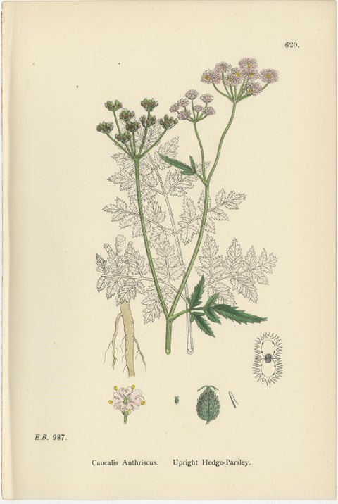 British Hedge-Parsley Botanical Pair, Hand-Colored Engravings, England 1902, view 8