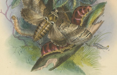 Stunning Vintage Butterfly and Moth Illustration Compilation, Hand-colored, 1860, close-up 1