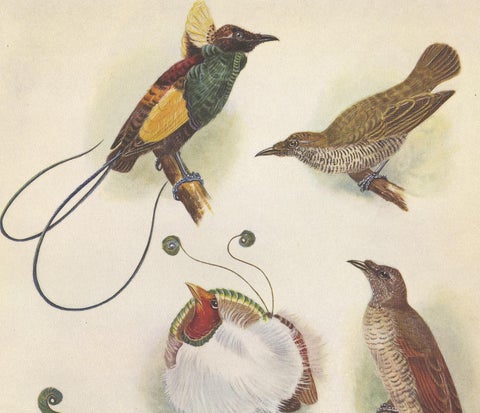Antique Print of the Magnificent Bird of Paradise and the King Bird of Paradise, view 2