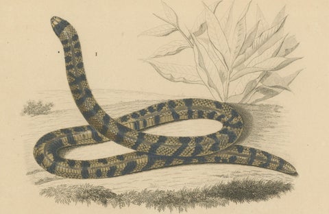 Snake Print of Banded Snake and Red-Striped Snake, c.1850, by Orbigny, close-up 3