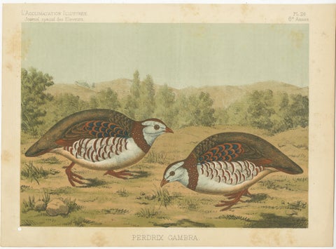 Original Old Bird Print of a Barbary Partridge, view 2