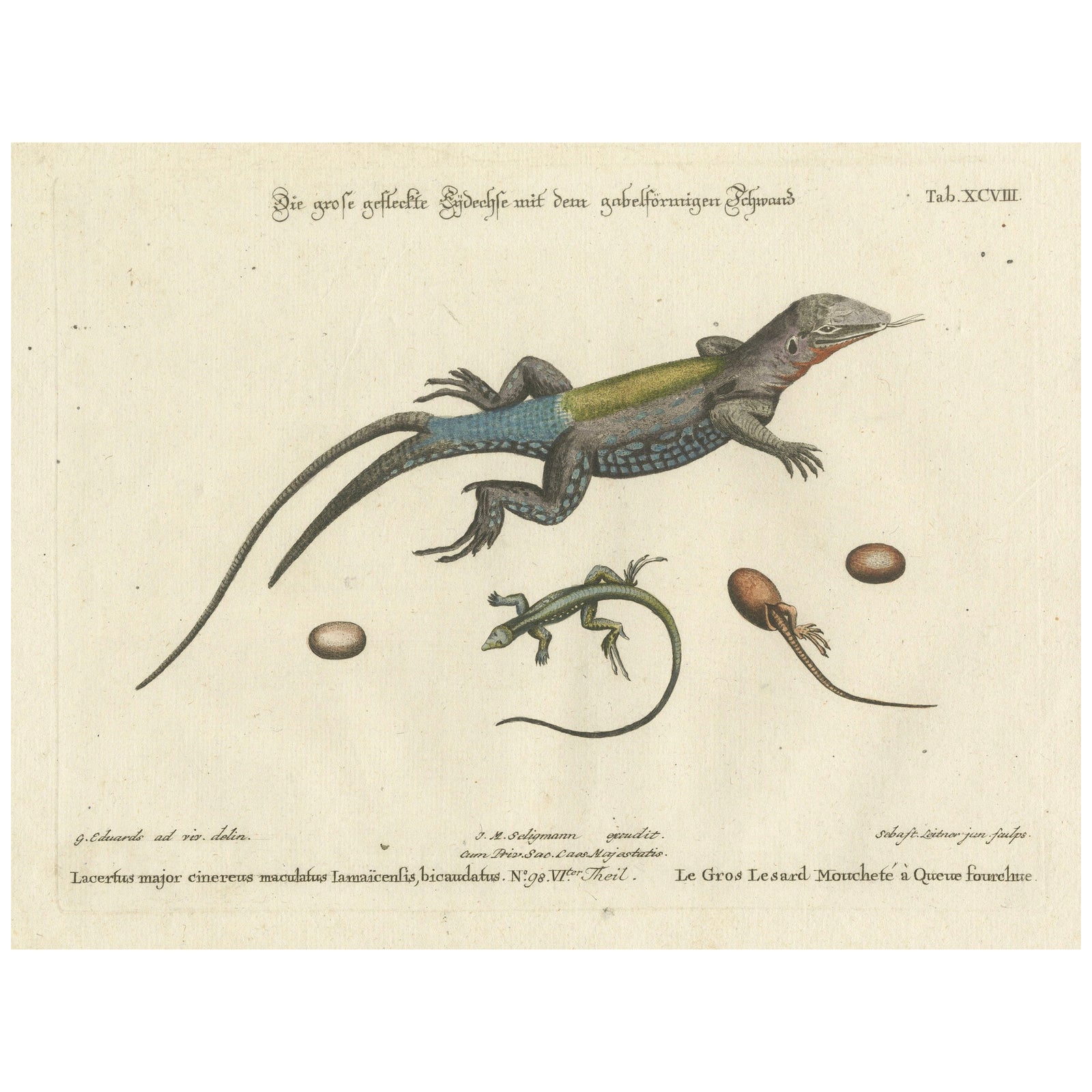 Exotic Jamaican Lizards: The Large Spotted Fork-Tailed Lizard Engraved, c.1773