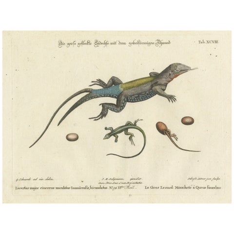 Exotic Jamaican Lizards: The Large Spotted Fork-Tailed Lizard Engraved, c.1773