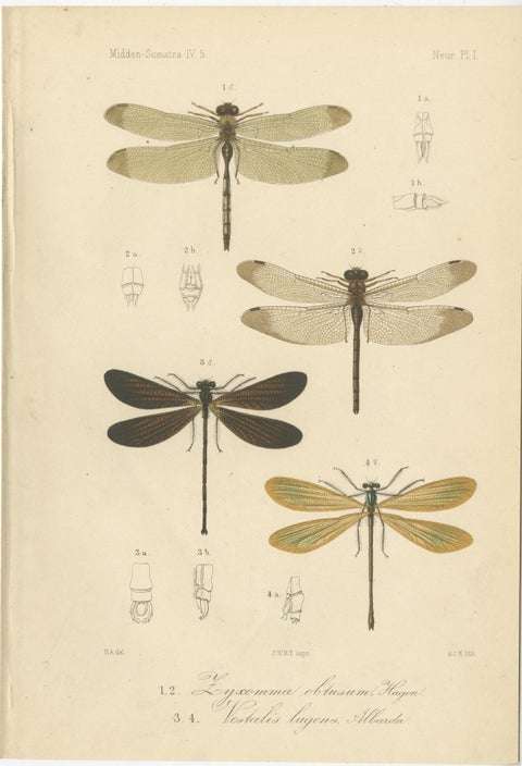 Set of 6 Antique 1887 Sumatra Dragonfly and Insect Lithographs, Fauna Studies, view 2