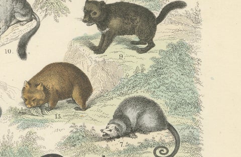 Big Cats & Marsupials Print: Lion, Tiger, Kangaroo, Antique 1867, close-up 4