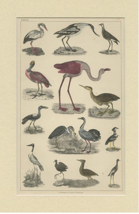 Antique Hand-Coloured Bird Engravings from Goldsmith’s Animated Nature, ca.1852, view 4