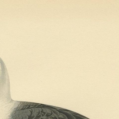Antique Bird Print of the Great Black-Backed Gull by Von Wright, 1929, close-up 1