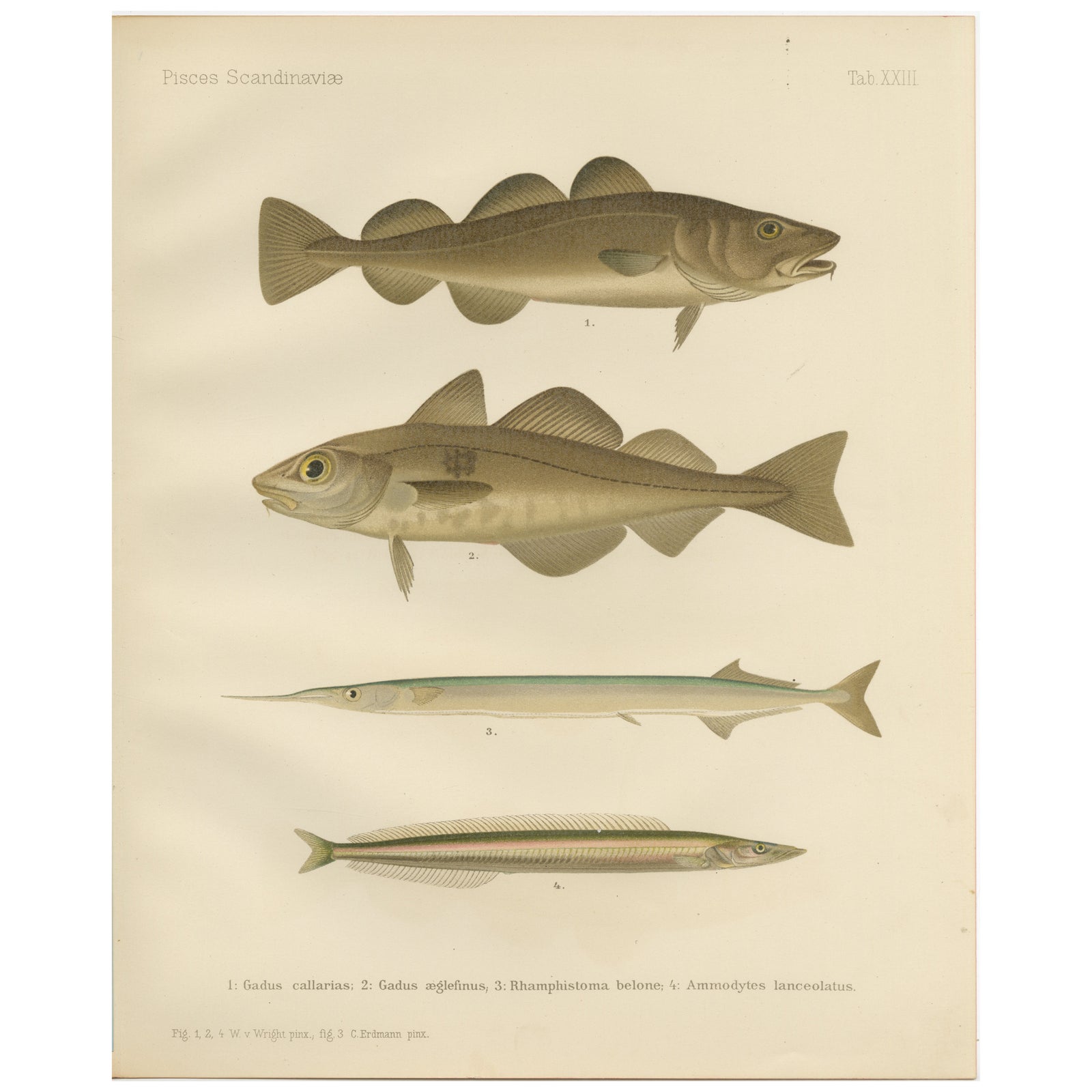 Atlantic Cod, Haddock, Garfish and Sand Eel - Scandinavian Fish Lithograph, 1895
