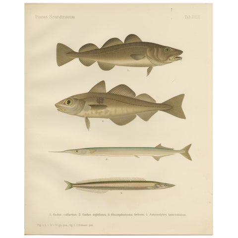 Atlantic Cod, Haddock, Garfish and Sand Eel - Scandinavian Fish Lithograph, 1895
