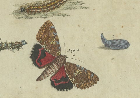 Vivid Lepidoptera: Hand-Colored 18th-Century Butterfly and Moth Studies, close-up 2