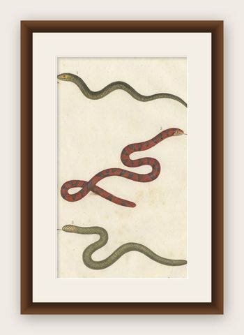 Antique Print of the Anguis Fragilis and Other Reptiles, c.1820, shown framed