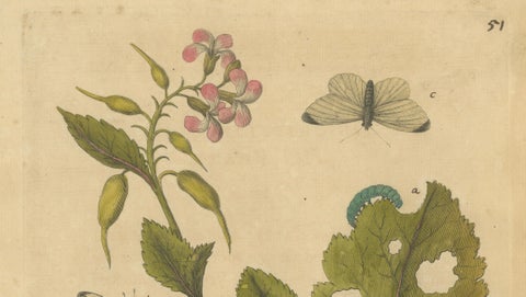 Butterfly Life Cycle on Flowering Plant, Albin Hand-Colored Engraving, ca.1720, close-up 2