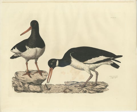 Seasonal Plumage of a Life Seize Engraving of the Common Oystercatcher, 1826, view 2